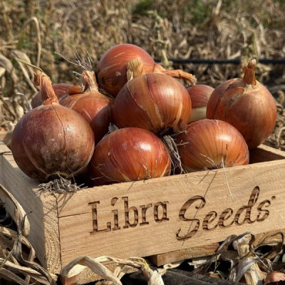 005 F1 — цибуля ріпчаста середньорання (Libra Seeds)