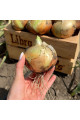 Альбатрос F1 — насіння цибулі озимої (Libra Seeds)