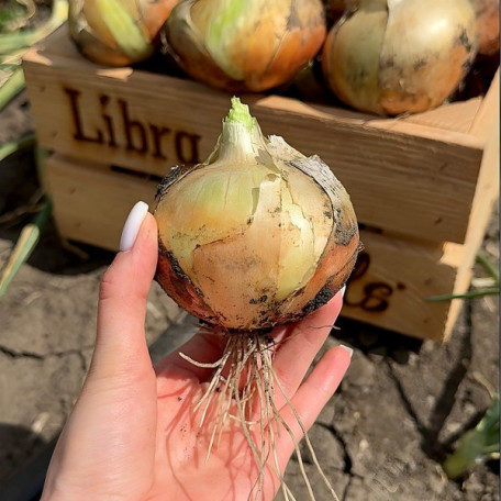 Альбатрос F1 — насіння цибулі озимої (Libra Seeds)