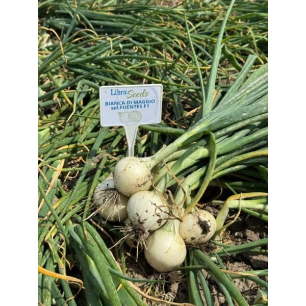 Б'янка F1 — насіння цибулі озимої (Libra Seeds)