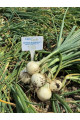 Б'янка F1 — насіння цибулі озимої (Libra Seeds)