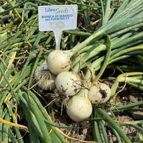 Б'янка F1 — насіння цибулі озимої (Libra Seeds)