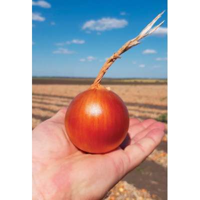 Отаман F1 — цибуля ріпчаста середньостигла (Libra Seeds)