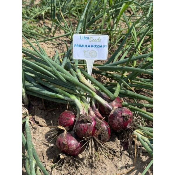Прімула F1 — насіння цибулі озимої (Libra Seeds)