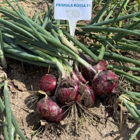 Прімула F1 — насіння цибулі озимої (Libra Seeds)