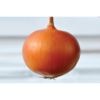 Шанкар F1 — цибуля ріпчаста пізня (Libra Seeds)