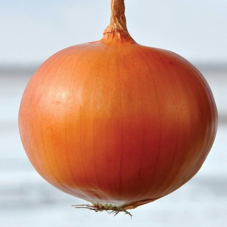 Шанкар F1 — цибуля ріпчаста пізня (Libra Seeds)
