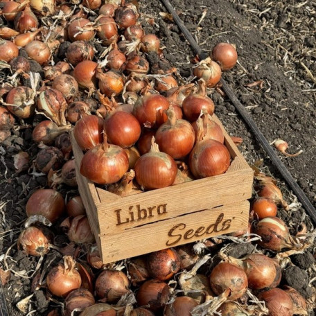 Титан F1 — цибуля ріпчаста пізня (Libra Seeds)