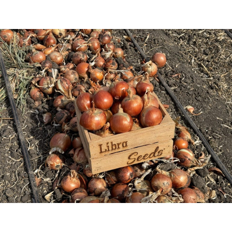 Титан F1 — цибуля ріпчаста пізня (Libra Seeds)