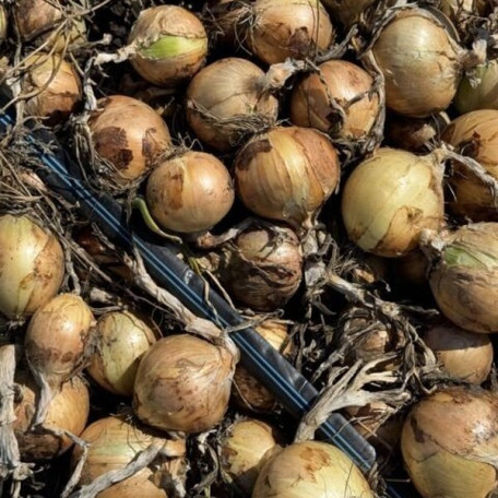 Венера F1 — насіння цибулі озимої (Libra Seeds)