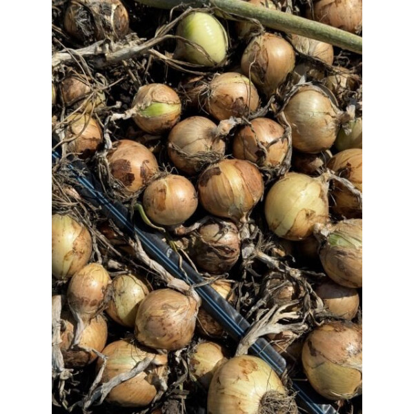 Венера F1 — насіння цибулі озимої (Libra Seeds)