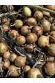 Венера F1 — насіння цибулі озимої (Libra Seeds)