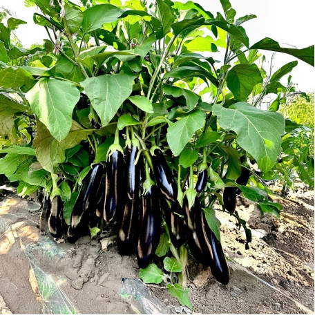 Карадаг F1 — баклажан (Manier Seeds)