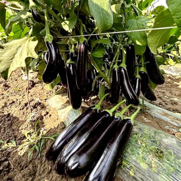 Карадаг F1 — баклажан (Manier Seeds)