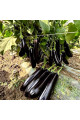 Карадаг F1 — баклажан (Manier Seeds)