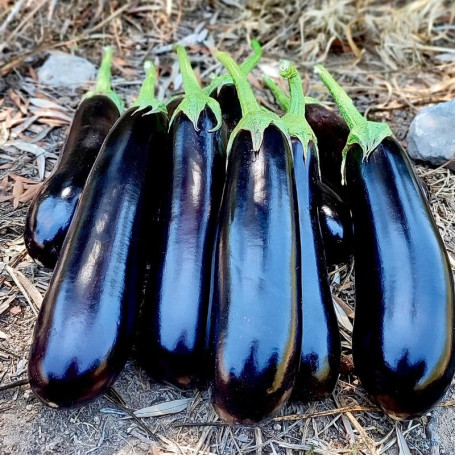 Кардинал F1 — баклажан (Manier Seeds)