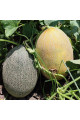 Сицилія F1 — диня типу Ананас рання (Manier Seeds)