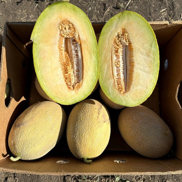 Сицилія F1 — диня типу Ананас рання (Manier Seeds)