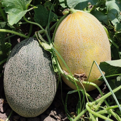 Сицилія F1 — диня типу Ананас рання (Manier Seeds)