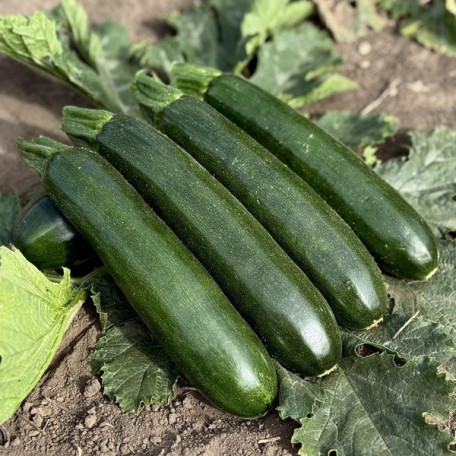 Андорра F1 — кабачок ранній (Manier Seeds)
