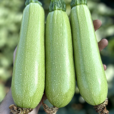 Фенді F1 — кабачок ранній (Manier Seeds)