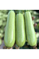 Фенді F1 — кабачок ранній (Manier Seeds)