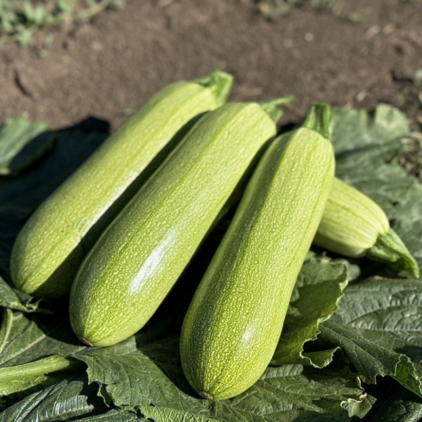 Фенді F1 — кабачок ранній (Manier Seeds)
