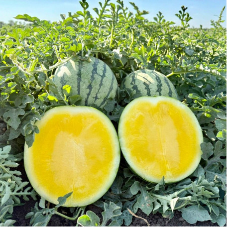 Сан Єллоу F1 — жовтий кавун типу Тайгер ранній (Manier Seeds)