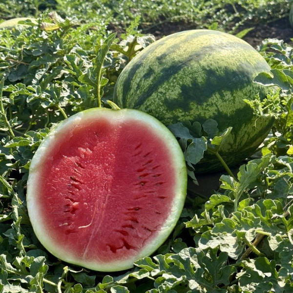 Сонік F1 — кавун типу Кримсон Світ ранній (Manier Seeds)