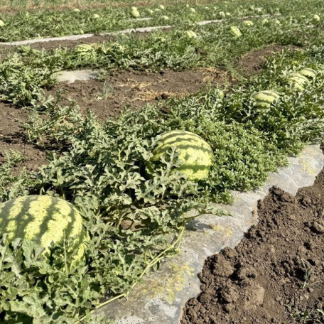 Сонік F1 — кавун типу Кримсон Світ ранній (Manier Seeds)