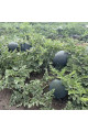 Стелс F1 — кавун типу Шуга Бебі ранній (Manier Seeds)