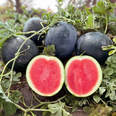 Стелс F1 — кавун типу Шуга Бебі ранній (Manier Seeds)