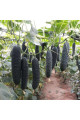 Алпагу F1 — огірок партенокарп. ранній (Manier Seeds)