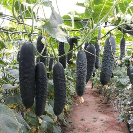 Алпагу F1 — огірок партенокарп. ранній (Manier Seeds)