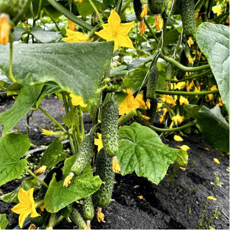 Міраж F1 — огірок партенокарп. ранній (Manier Seeds)