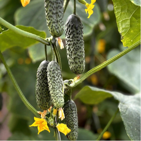 Моджо F1 — огірок партенокарп. ранній (Manier Seeds)