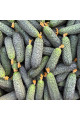Моджо F1 — огірок партенокарп. ранній (Manier Seeds)