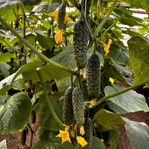 Моджо F1 — огірок партенокарп. ранній (Manier Seeds)