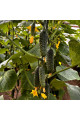 Моджо F1 — огірок партенокарп. ранній (Manier Seeds)