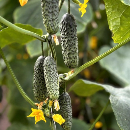 Моджо F1 — огірок партенокарп. ранній (Manier Seeds)