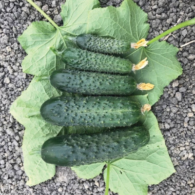 Спінтор F1 — огірок партенокарп. (Manier Seeds)