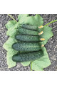 Спінтор F1 — огірок партенокарп. (Manier Seeds)