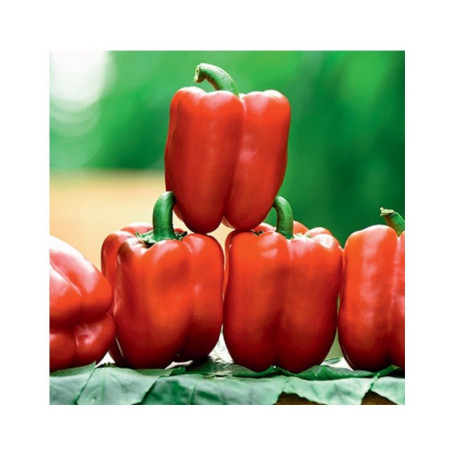 Матадор F1 — перець солодкий типу Блочний ранній (Manier Seeds)