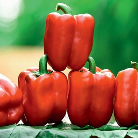 Матадор F1 — перець солодкий типу Блочний ранній (Manier Seeds)