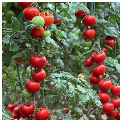 Гранада F1 — томат індетермінантний (Manier Seeds)
