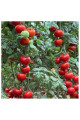 Гранада F1 — томат індетермінантний (Manier Seeds)