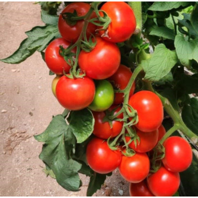 Канакан F1 — томат індетермінантний (Manier Seeds)