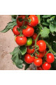 Канакан F1 — томат індетермінантний (Manier Seeds)