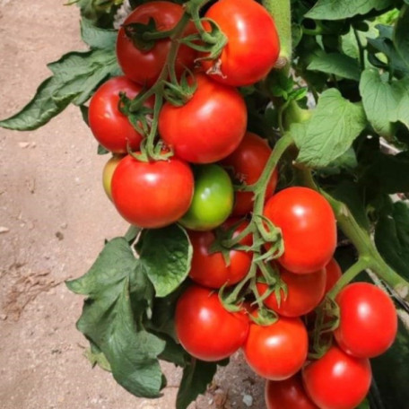 Канакан F1 — томат індетермінантний (Manier Seeds)
