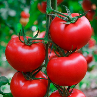 Квантум F1 — томат індетермінантний (Manier Seeds)